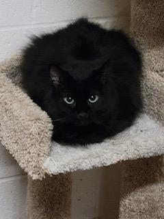 Enlarge Kitty Bang Bang, a Adoptable mixed breed in Palo Cedro, CA image 1/3