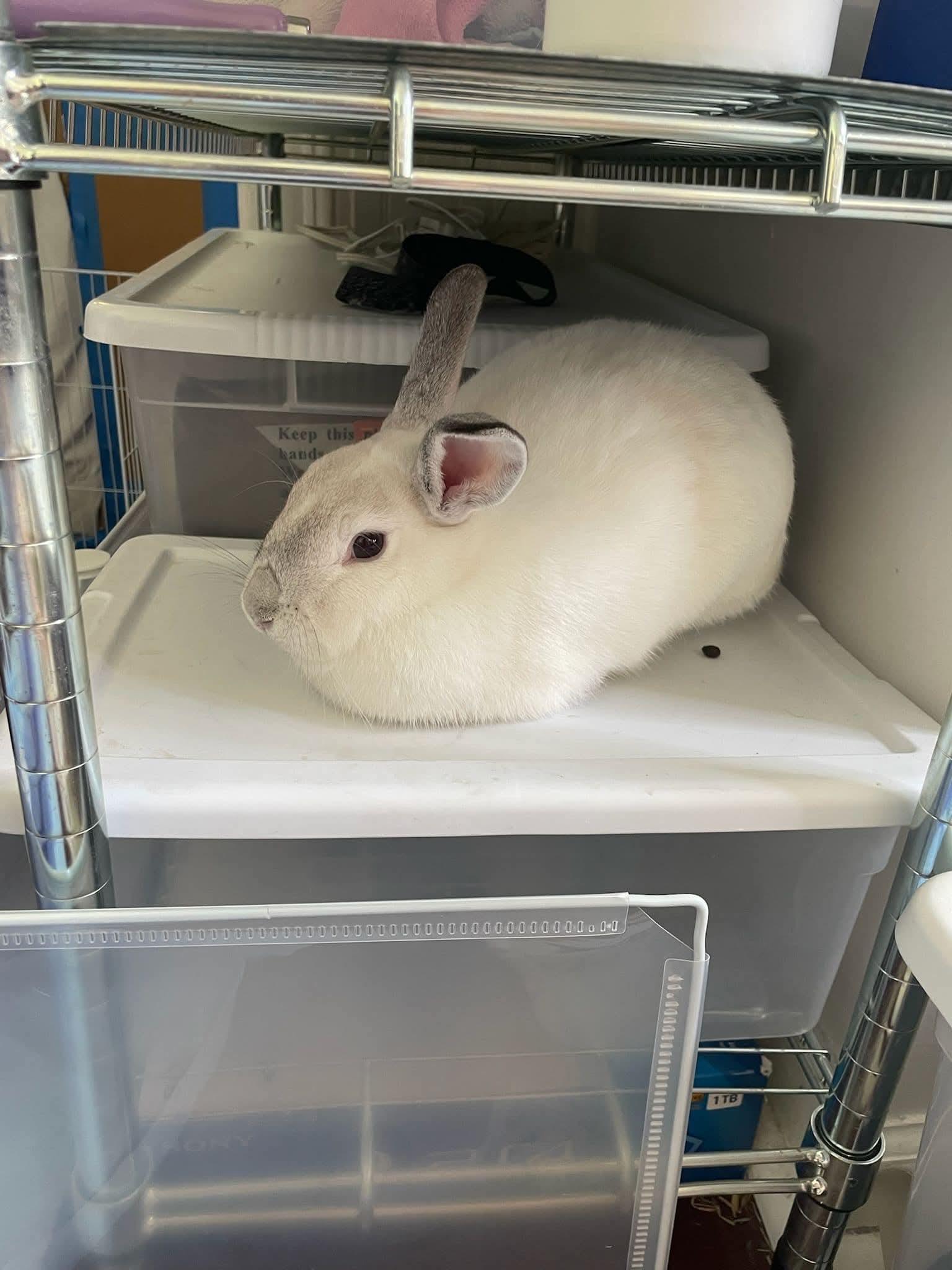 Gubby, adopted, Young Female Bunny Rabbit.