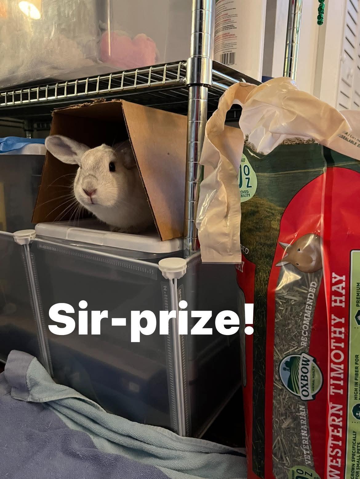 Enlarge Gubby, an adopted Bunny Rabbit in Paradis, LA image 2/3