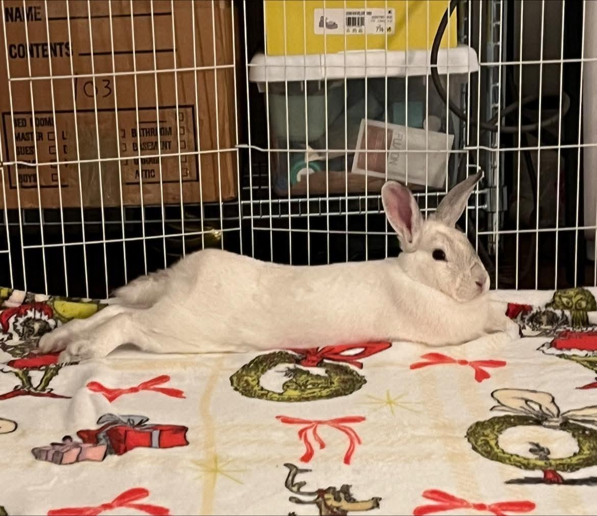 Enlarge Gubby, an adopted Bunny Rabbit in Paradis, LA image 3/3