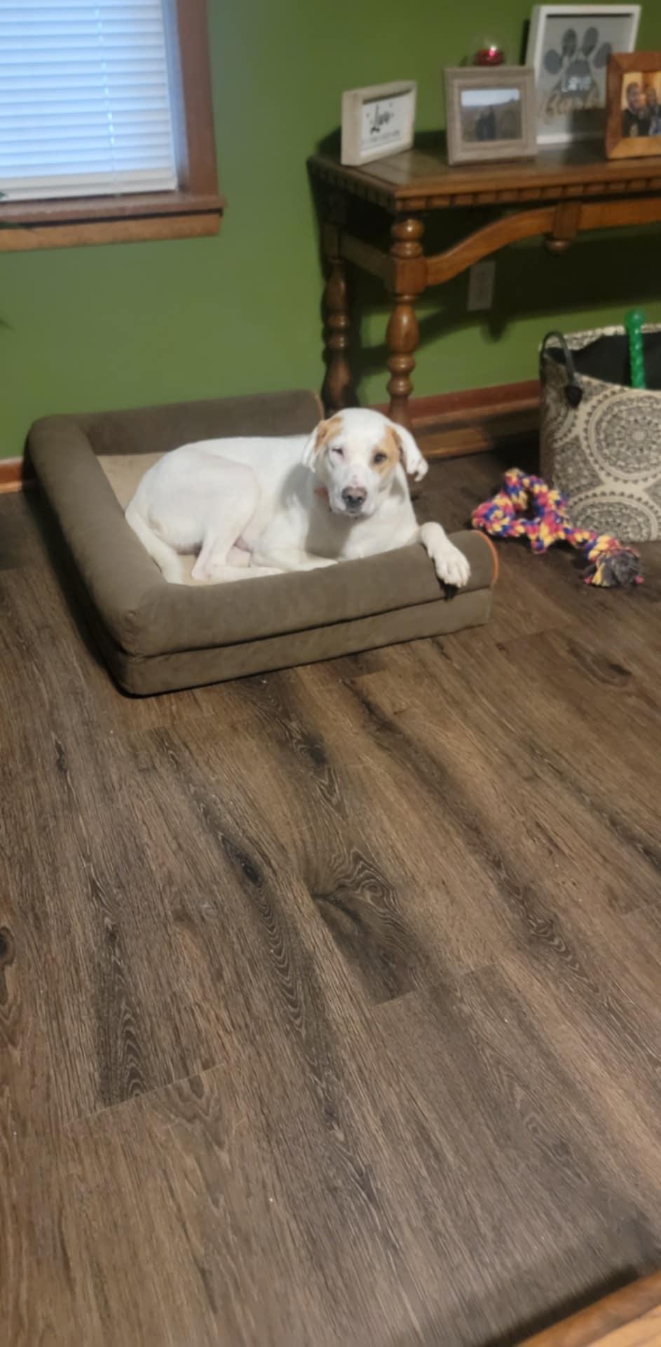 Laverne, Adoptable, Adult Female Labrador Retriever.