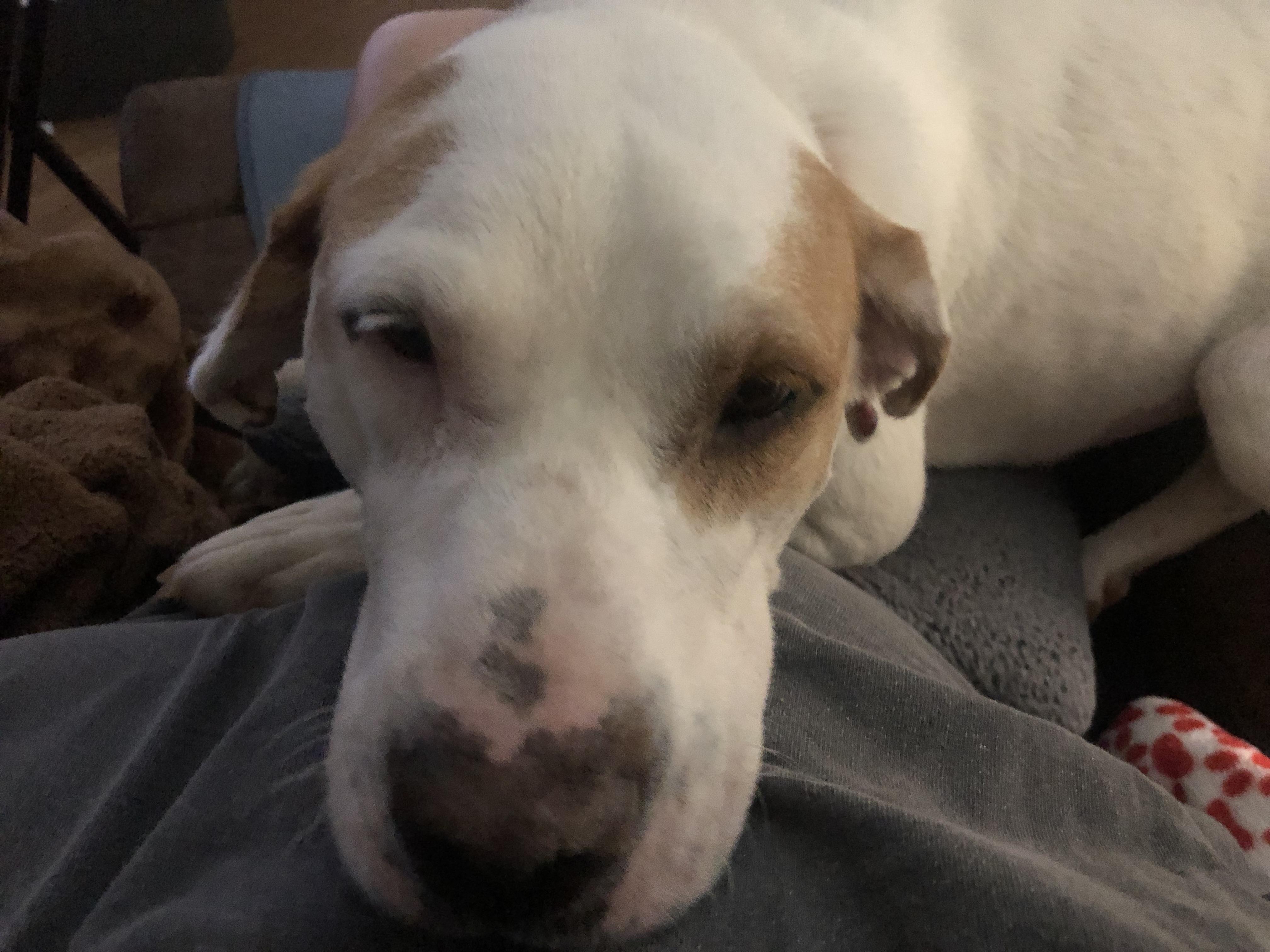 Laverne, Adoptable, Adult Female Labrador Retriever.