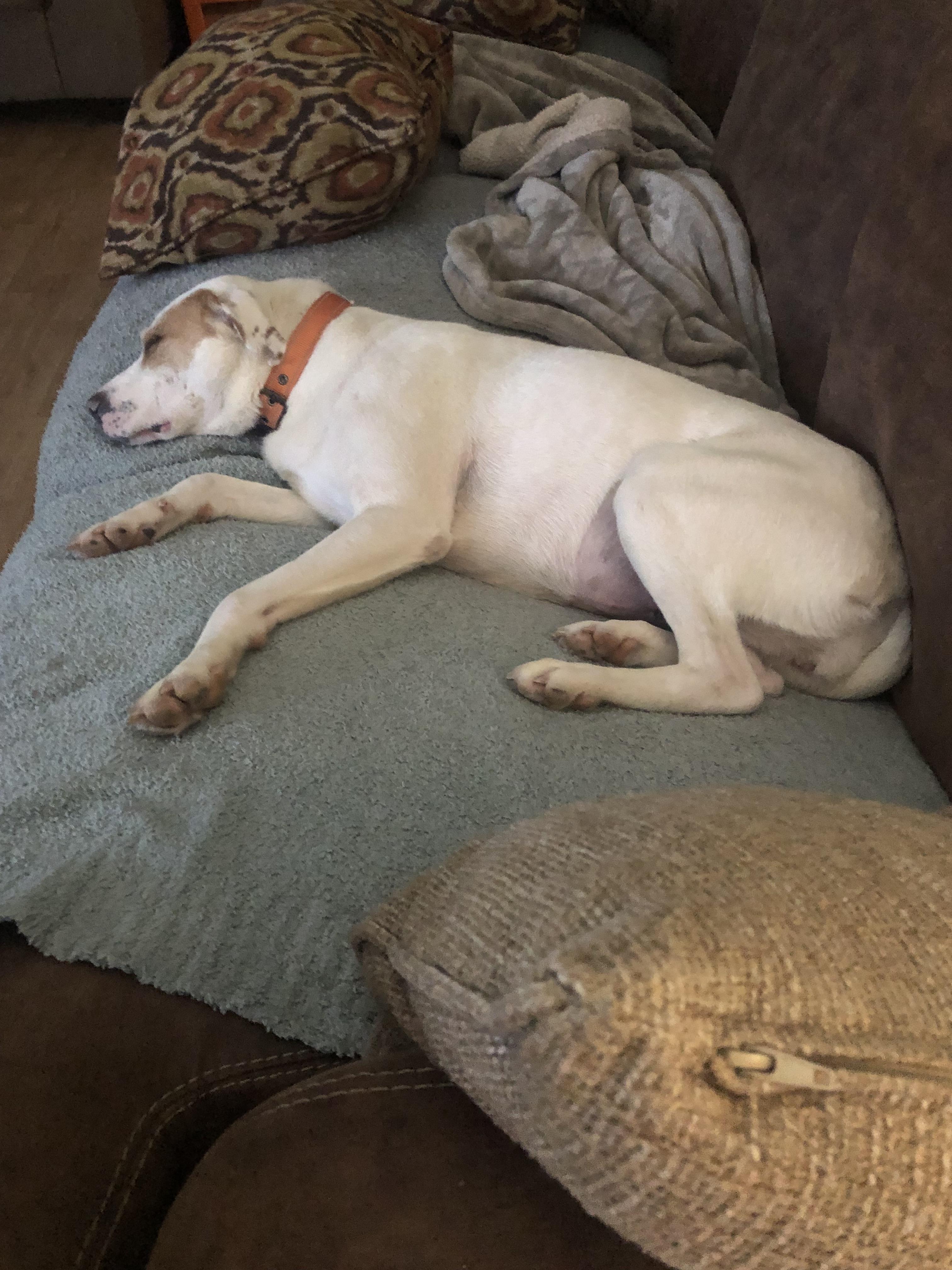 Enlarge Laverne, a Adoptable mixed breed in Waynesboro, TN image 3/4