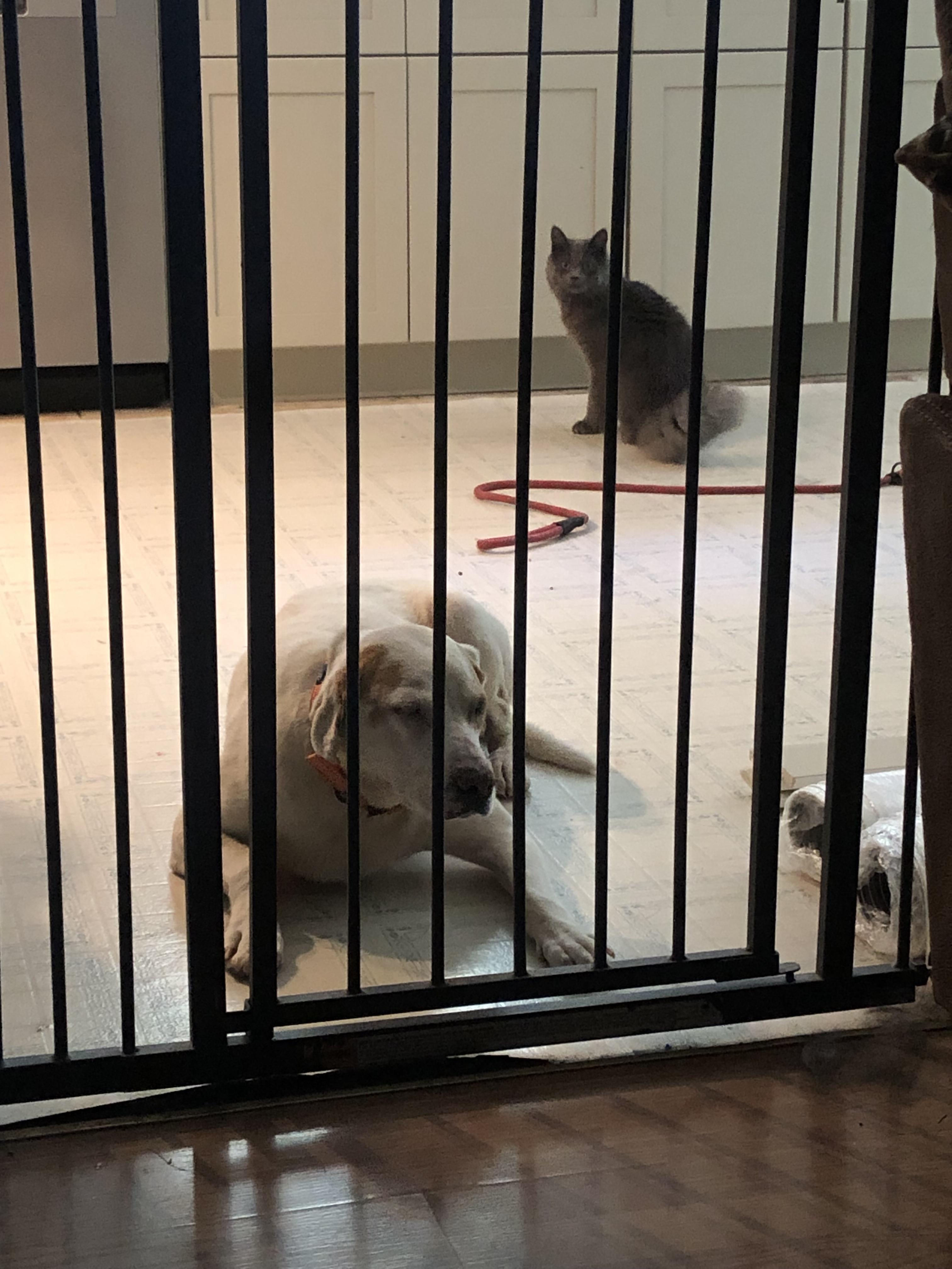 Laverne, Adoptable, Adult Female Labrador Retriever.