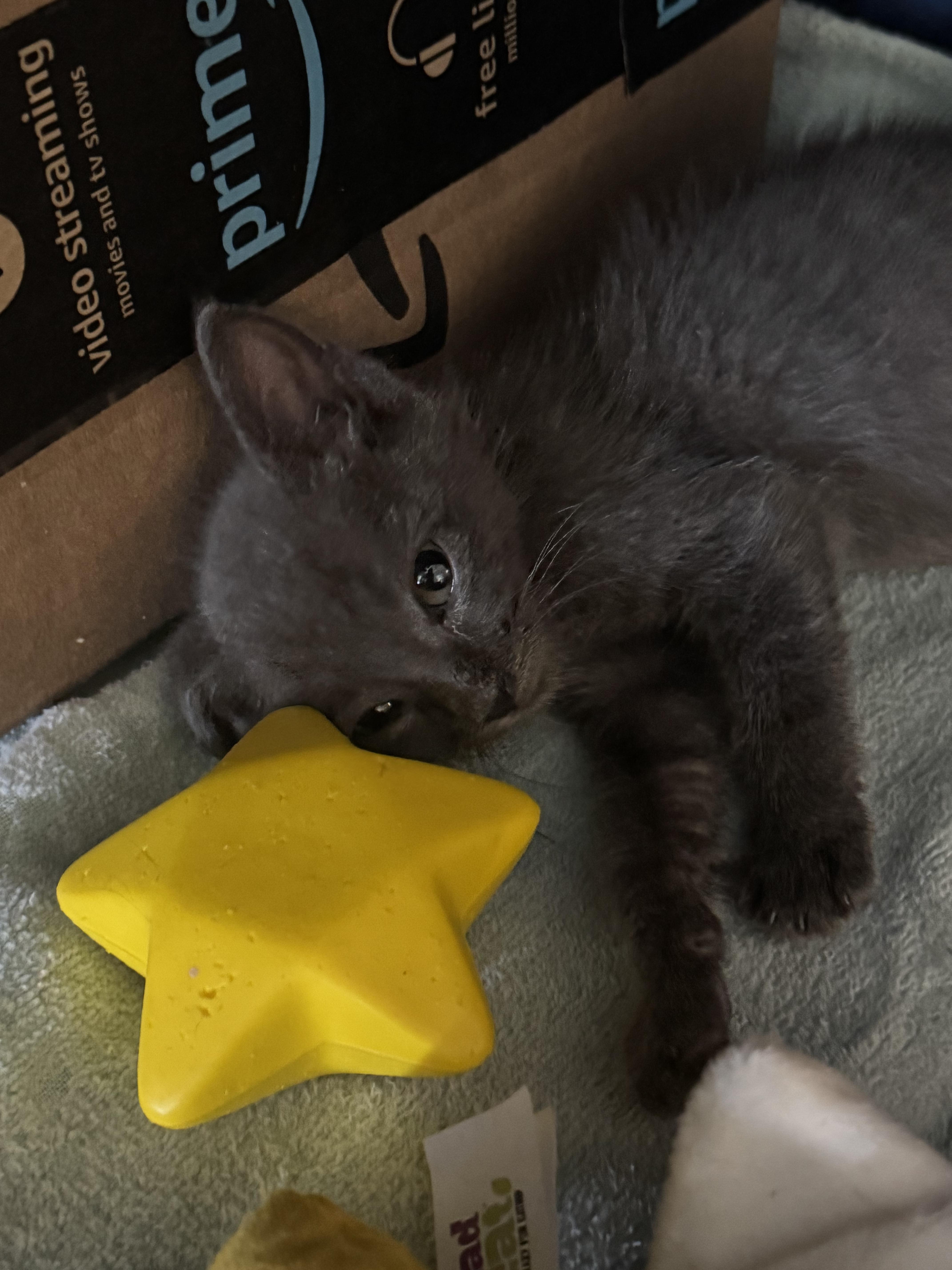 Leroy & Houdina, adopted, Kitten Female Russian Blue.