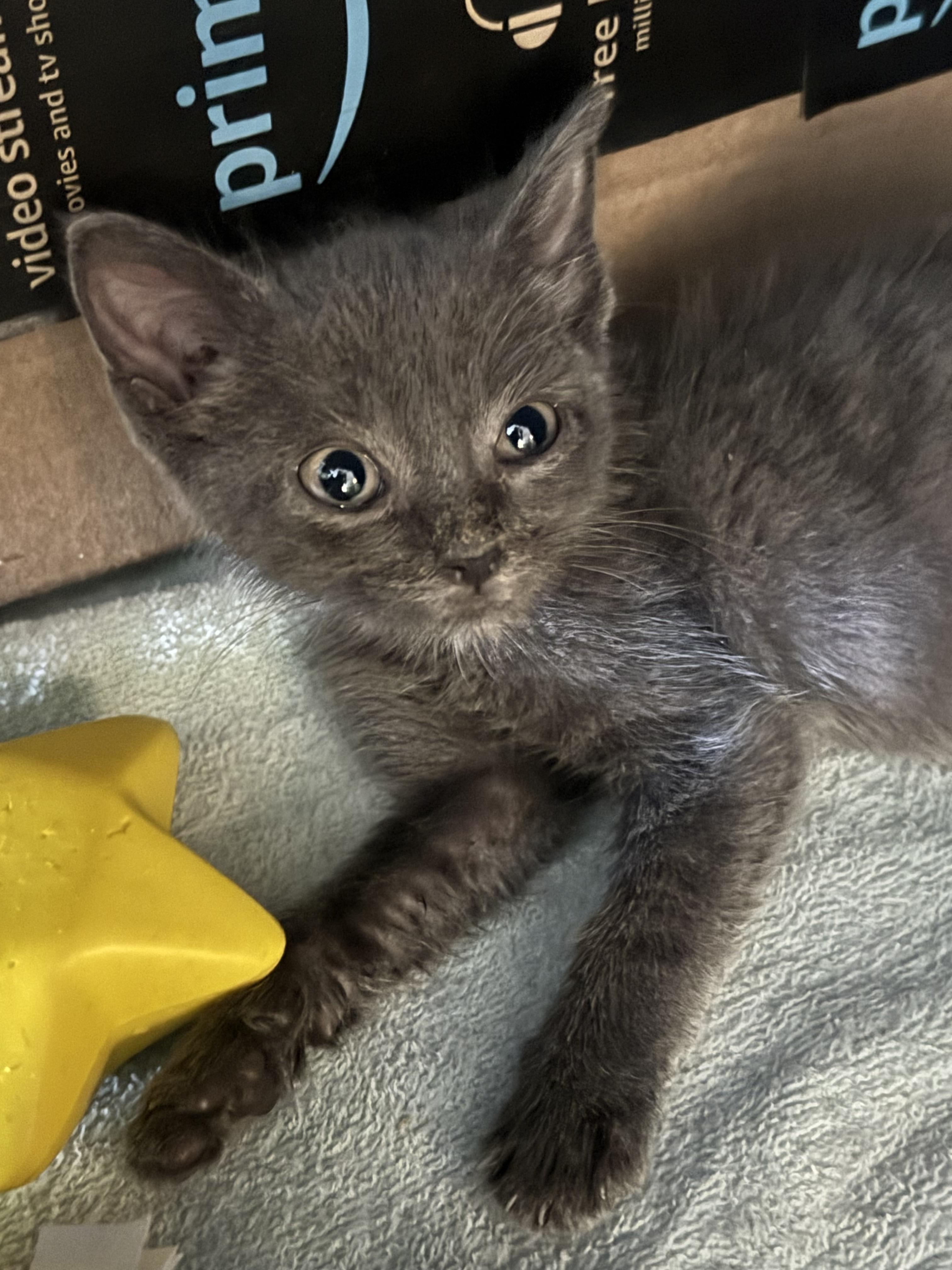 Leroy & Houdina, an adopted Russian Blue in Lauderhill, FL image 2/5