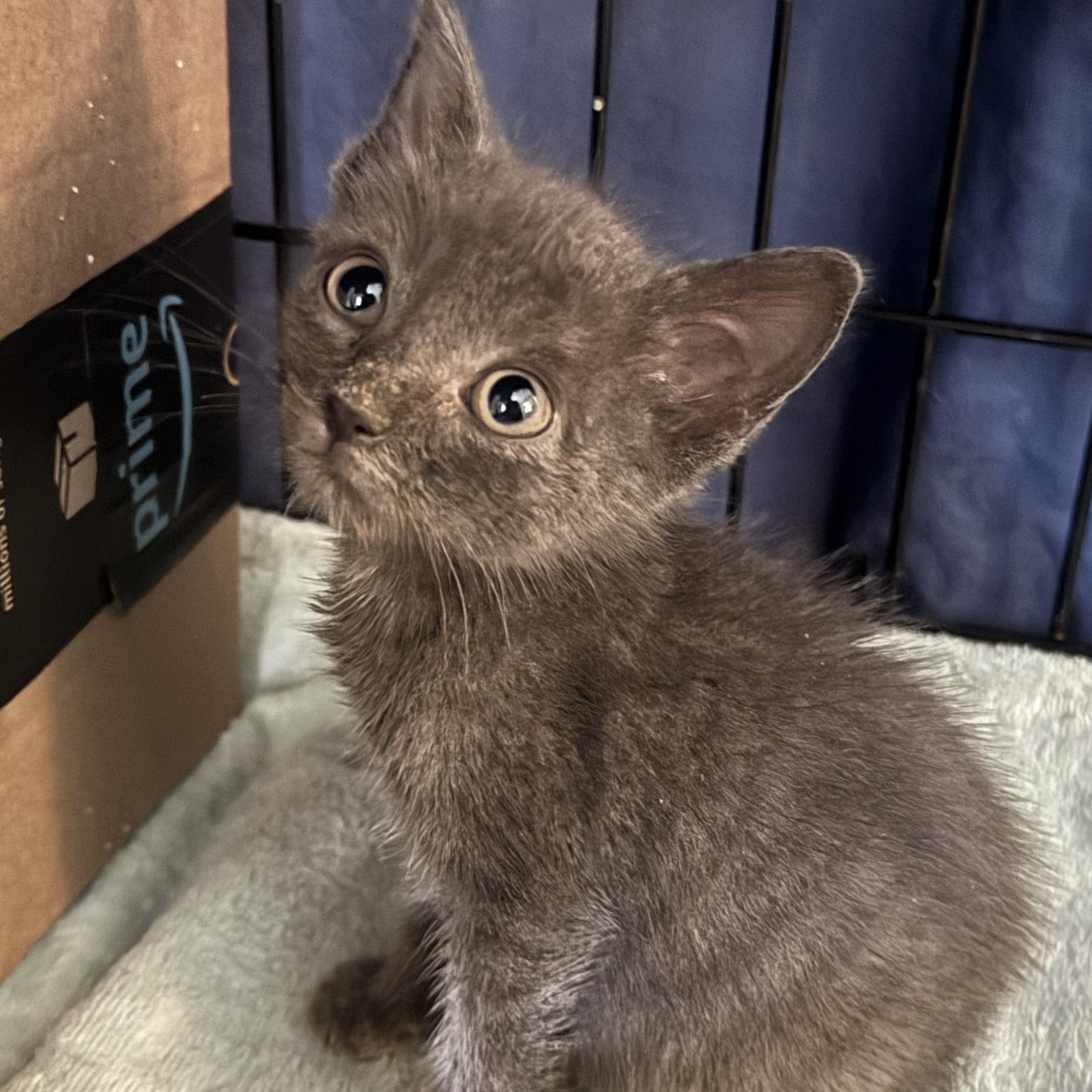 Leroy & Houdina, an adopted Russian Blue in Lauderhill, FL image 3/5