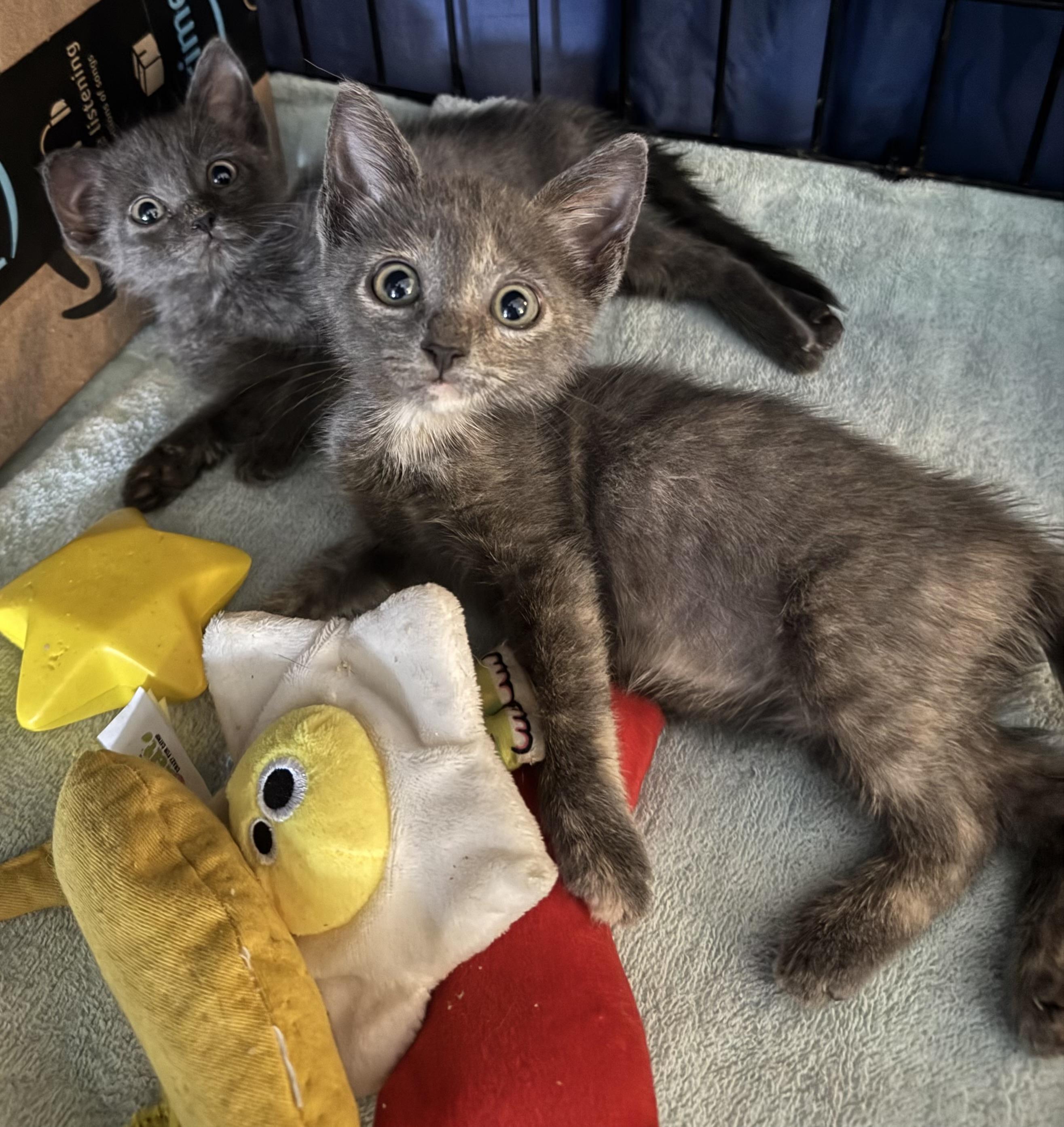 Leroy & Houdina, an adopted Russian Blue in Lauderhill, FL image 4/5