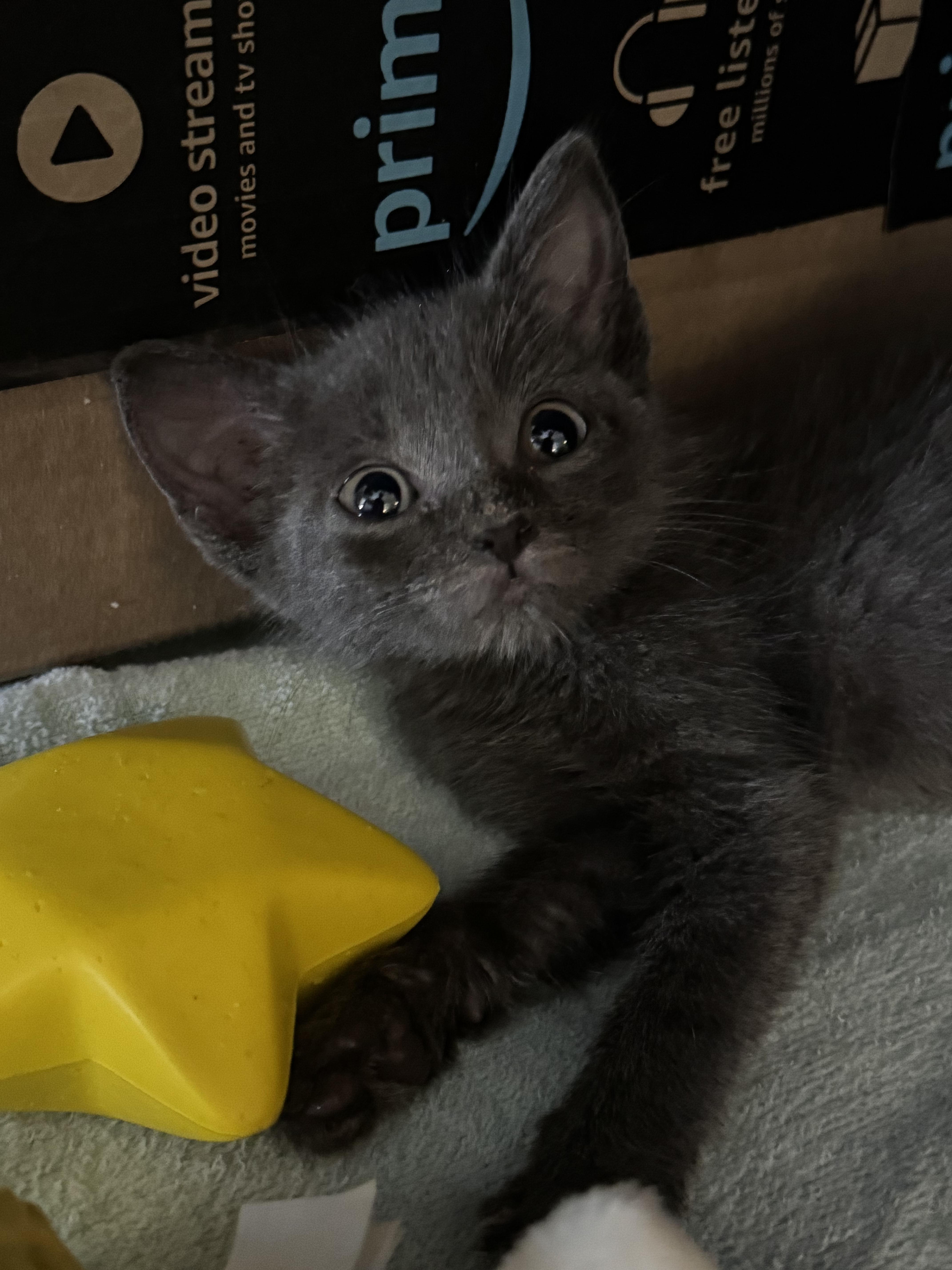 Leroy & Houdina, an adopted Russian Blue in Lauderhill, FL image 5/5