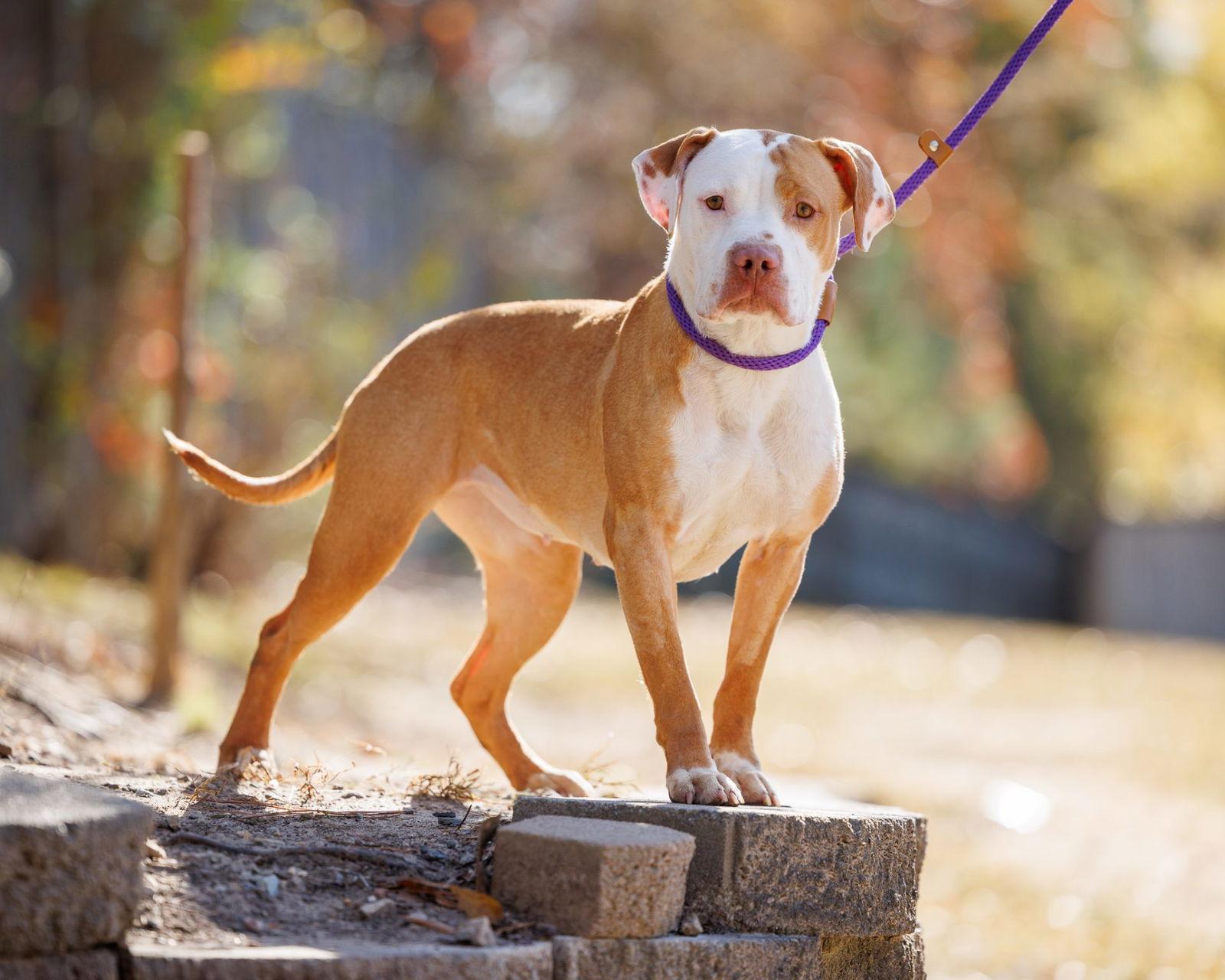 Rookie, Adopted, Adult Female Mixed Breed.