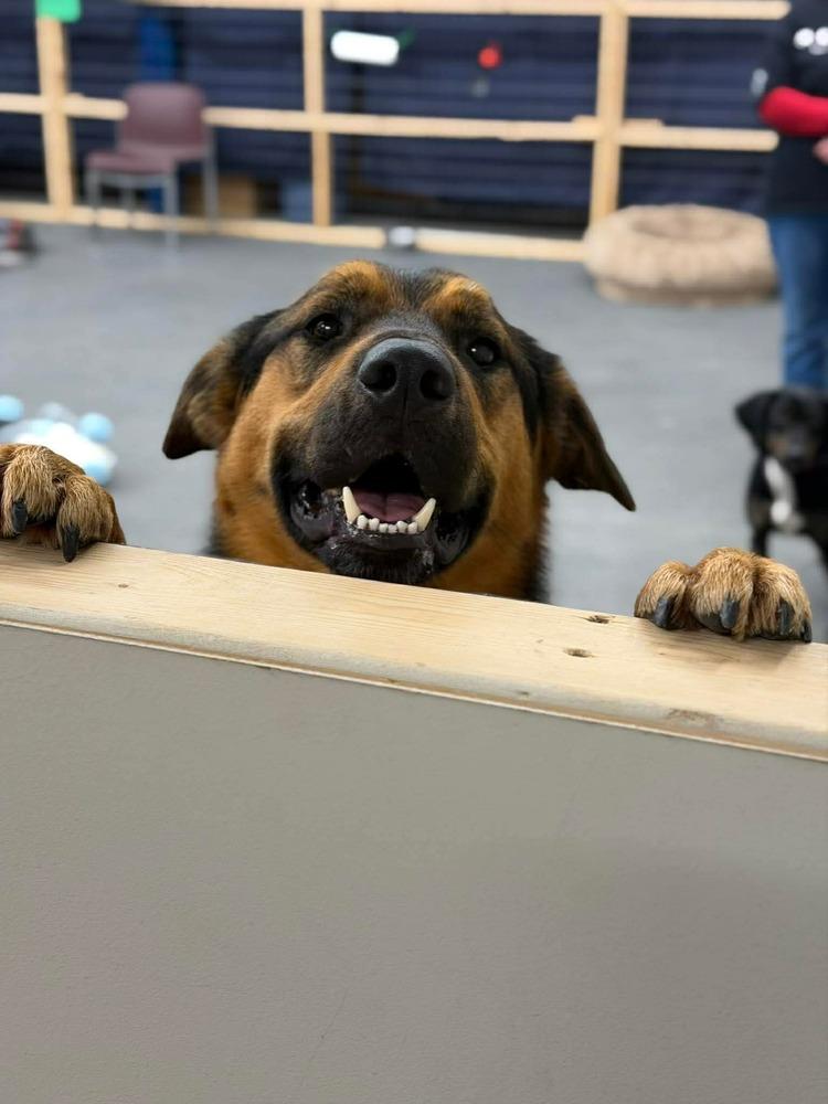 Enlarge Sampson  "Sam", a Adoptable mixed breed in Syracuse, NY image 1/6