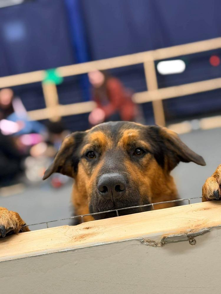 Sampson  "Sam", Adoptable, Young Male Shepherd.