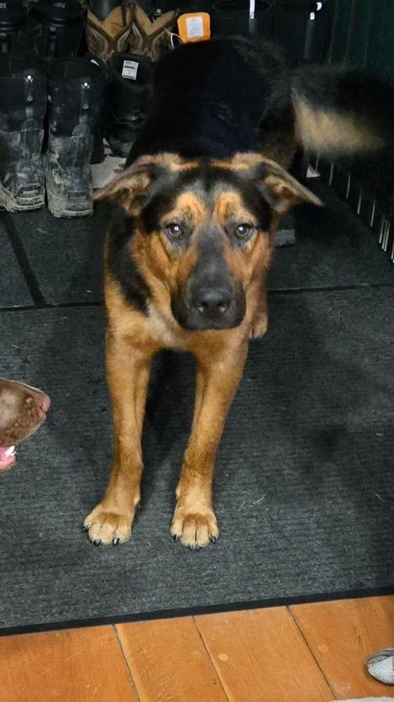 Enlarge Sampson  "Sam", a Adoptable mixed breed in Syracuse, NY image 3/6