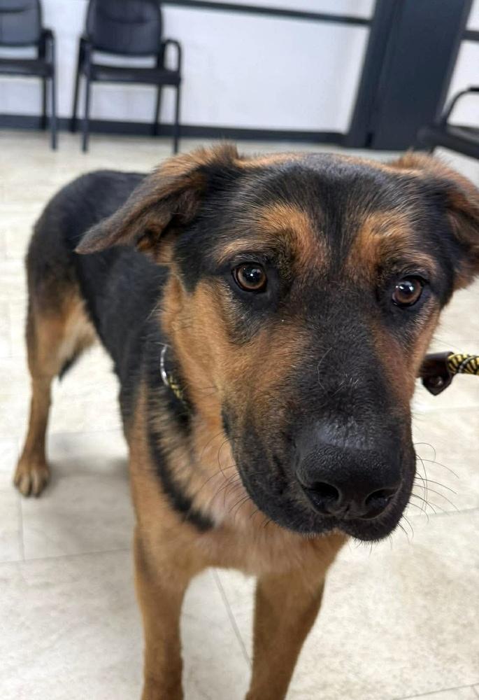Sampson  "Sam", Adoptable, Young Male Shepherd.