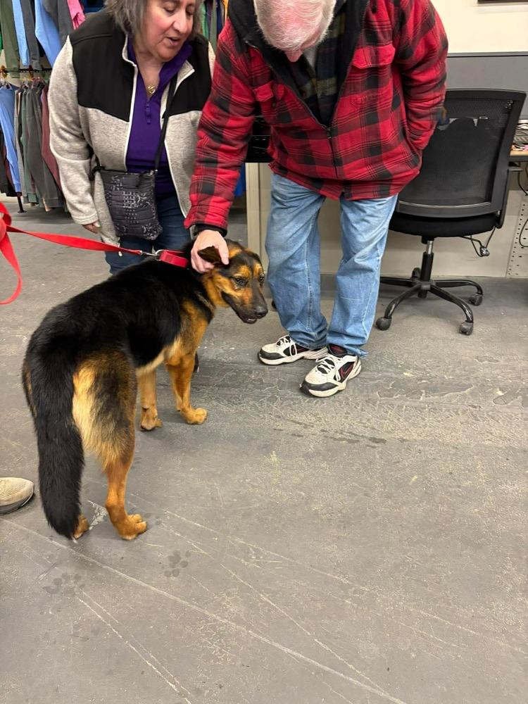 Enlarge Sampson  "Sam", a Adoptable mixed breed in Syracuse, NY image 5/6