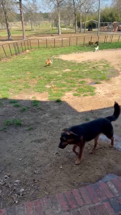 Enlarge Sampson  "Sam", a Adoptable mixed breed in Syracuse, NY video 3/6