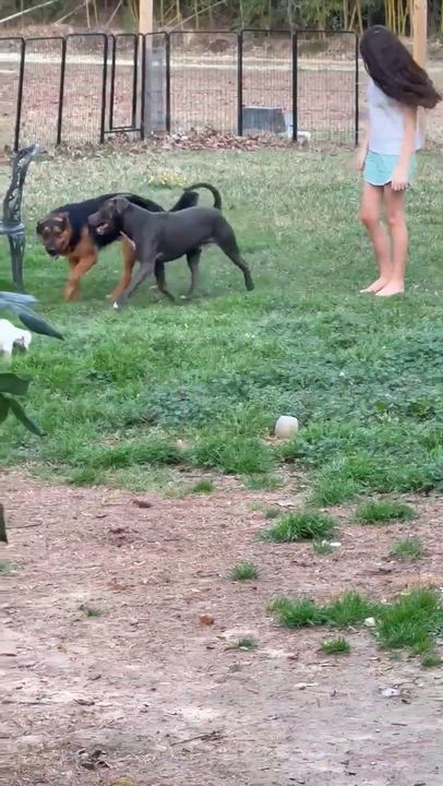 Enlarge Sampson  "Sam", a Adoptable mixed breed in Syracuse, NY video 4/6