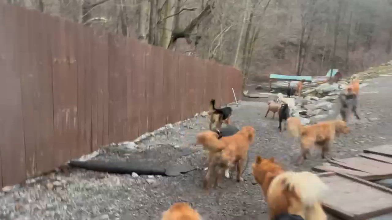 Enlarge Sampson  "Sam", a Adoptable mixed breed in Syracuse, NY video 6/6