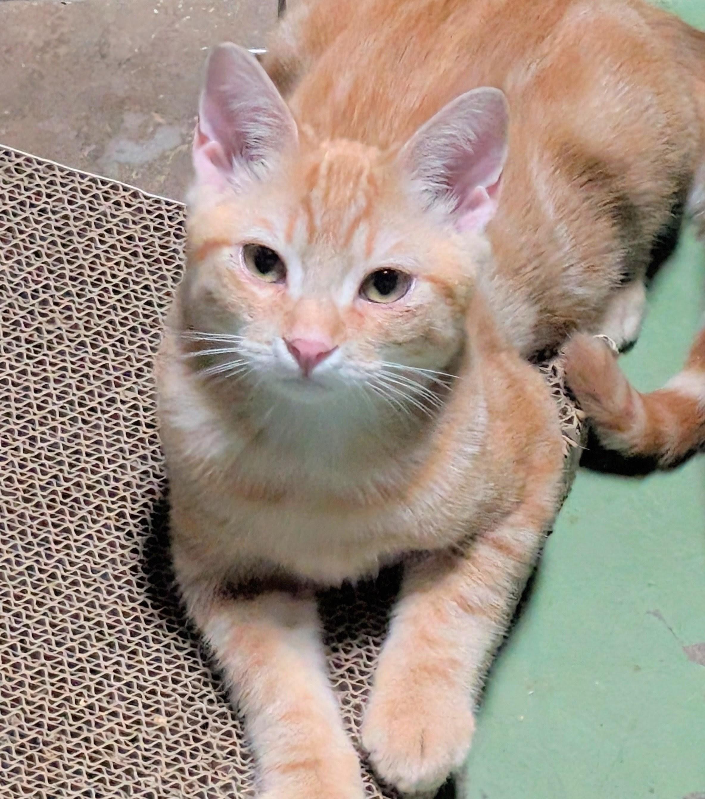 Mac, Adoptable, Kitten Male Tabby.
