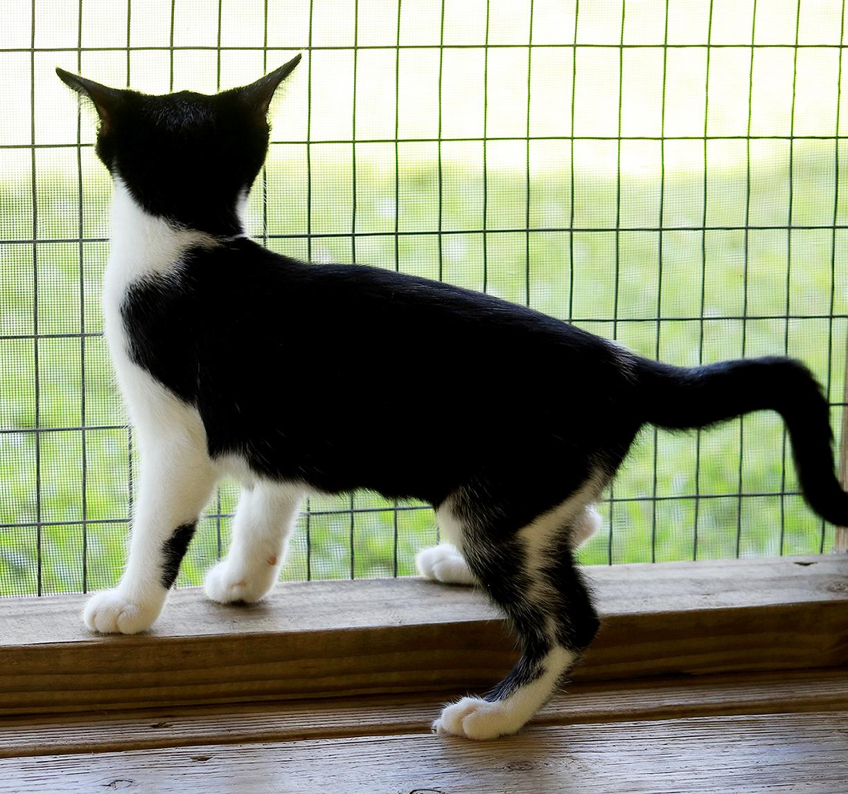 Piper photo 4