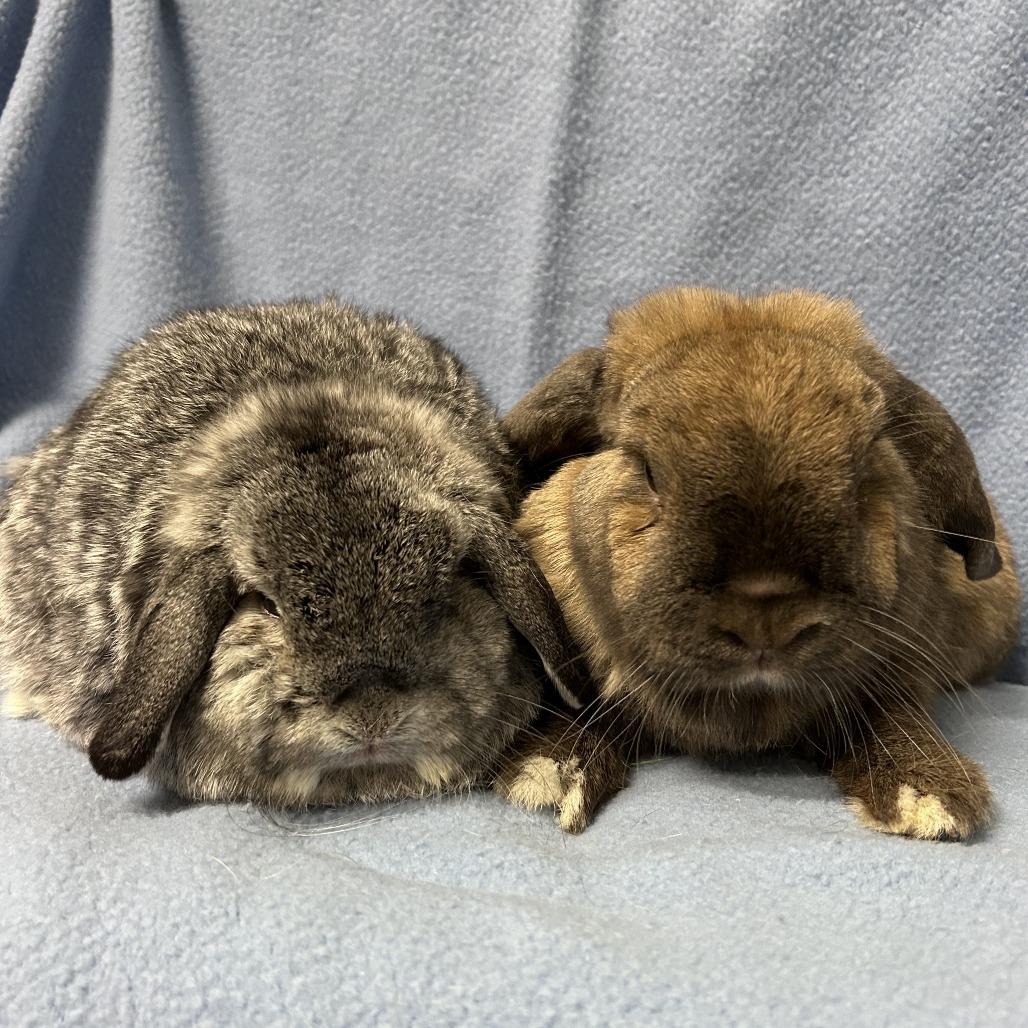 Enlarge Potato (& Cinnamon), a Adoptable mixed breed in Oak Park, IL image 1/6