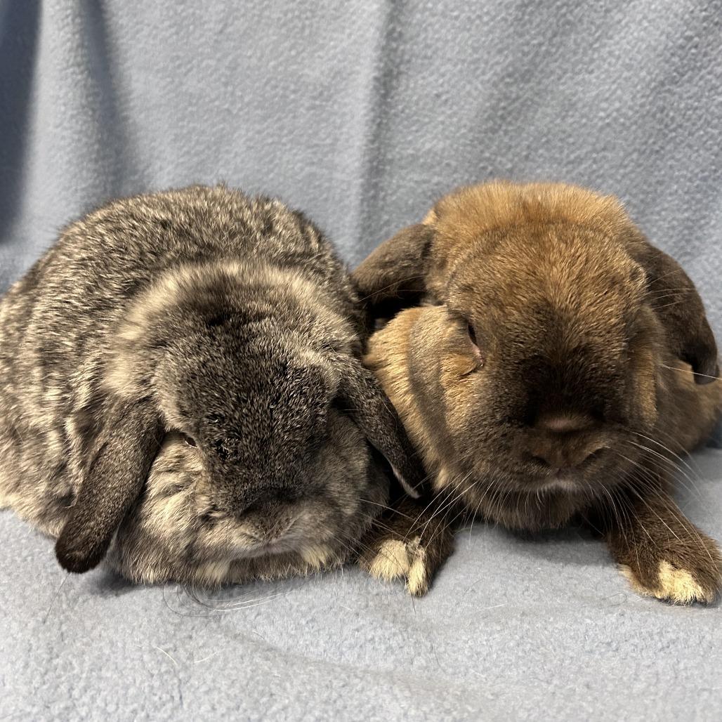 Enlarge Potato (& Cinnamon), a Adoptable mixed breed in Oak Park, IL image 2/6