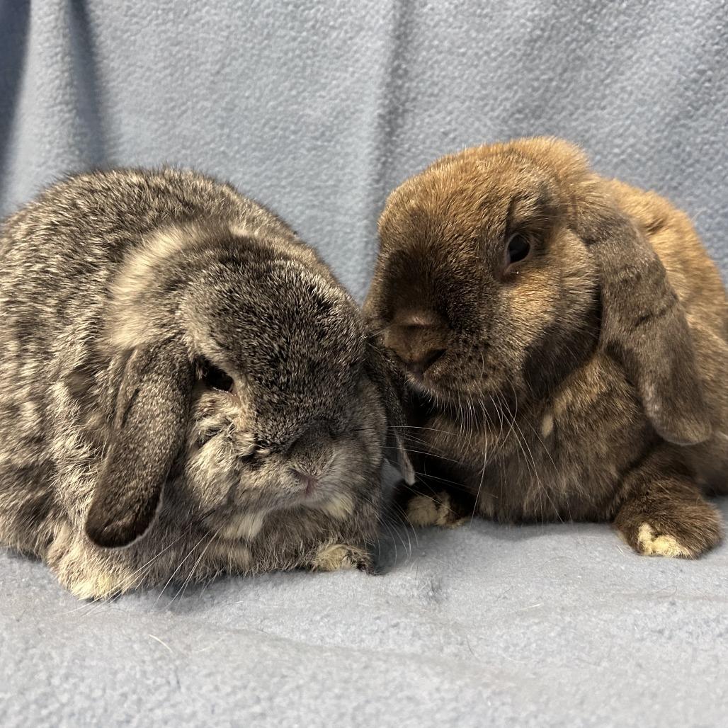 Enlarge Potato (& Cinnamon), a Adoptable mixed breed in Oak Park, IL image 3/6