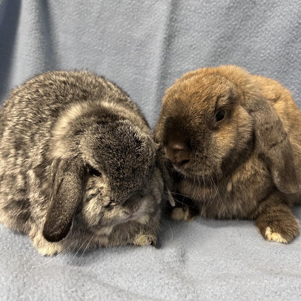 Enlarge Potato (& Cinnamon), a Adoptable mixed breed in Oak Park, IL image 4/6