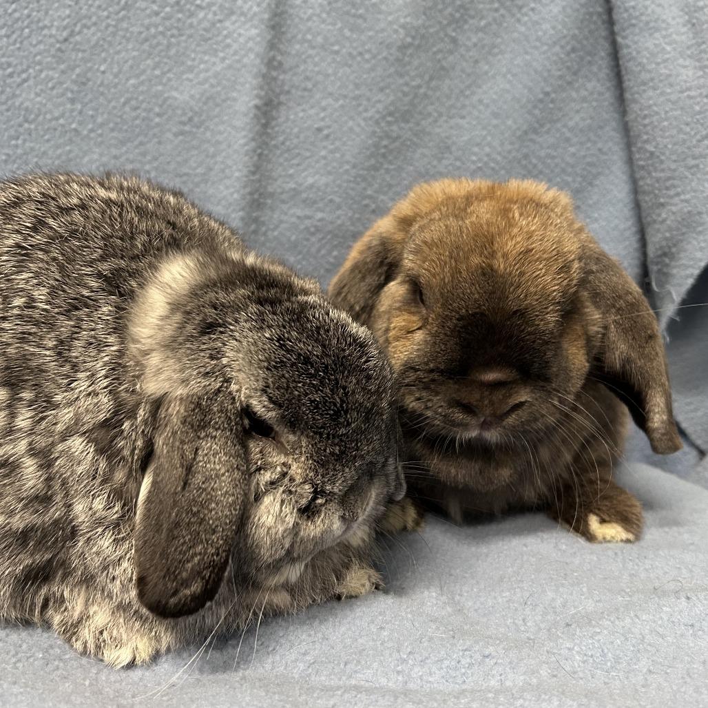 Enlarge Potato (& Cinnamon), a Adoptable mixed breed in Oak Park, IL image 5/6