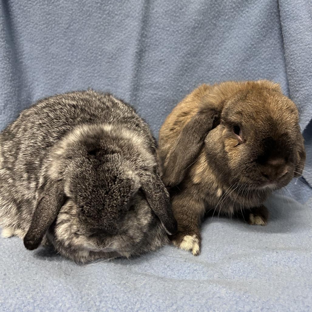Enlarge Potato (& Cinnamon), a Adoptable mixed breed in Oak Park, IL image 6/6