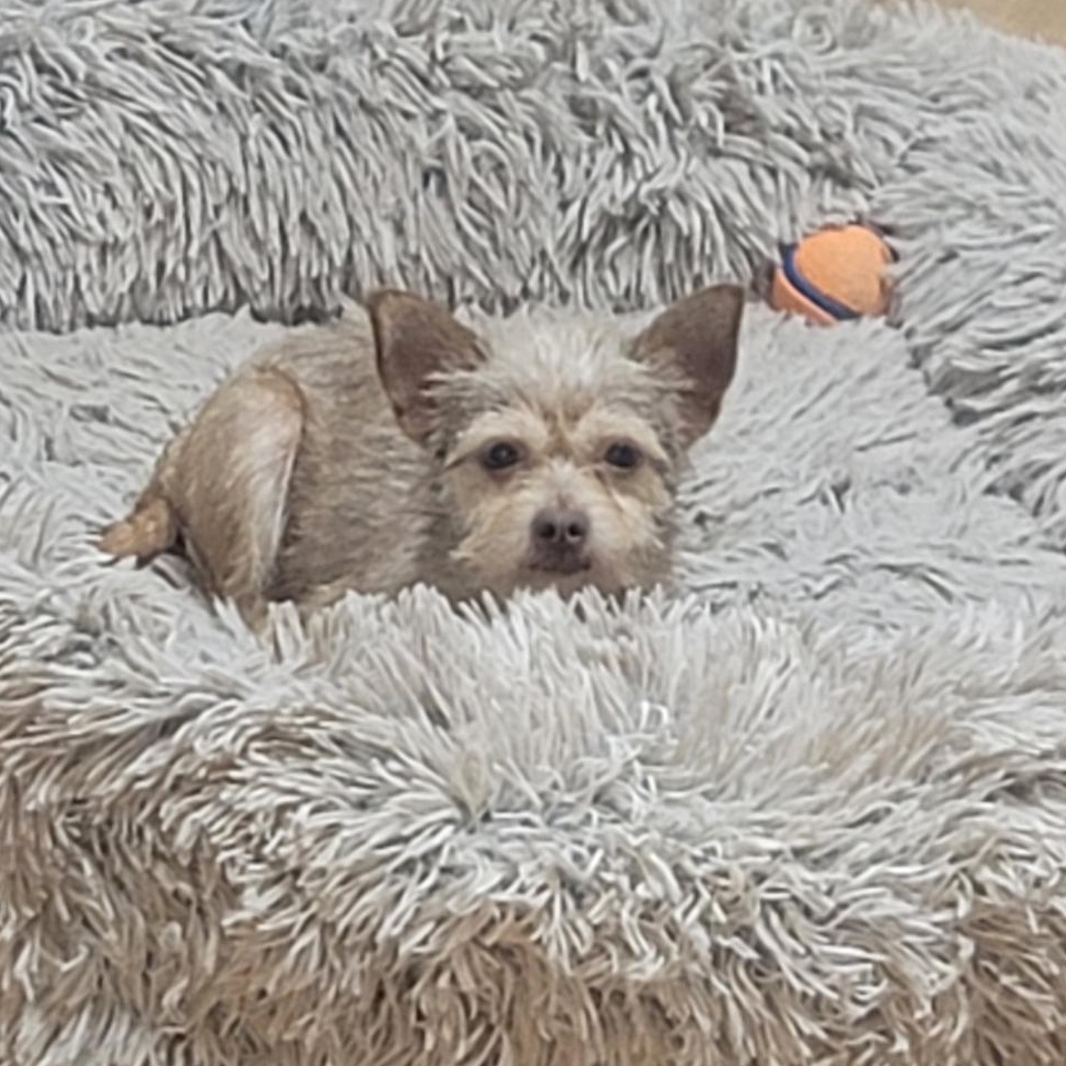 Minnie , Adoptable, Young Female Terrier.