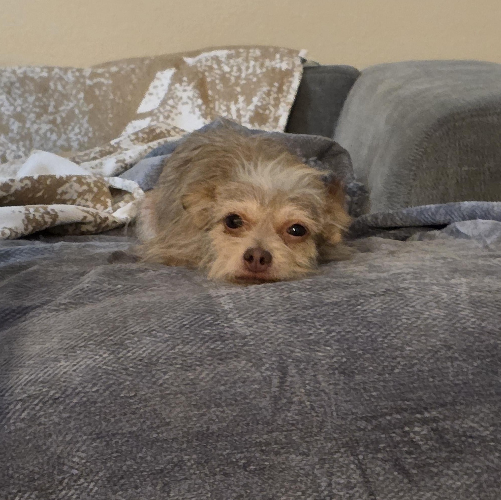 Enlarge Minnie , a Adoptable mixed breed in Canton, MA image 6/6