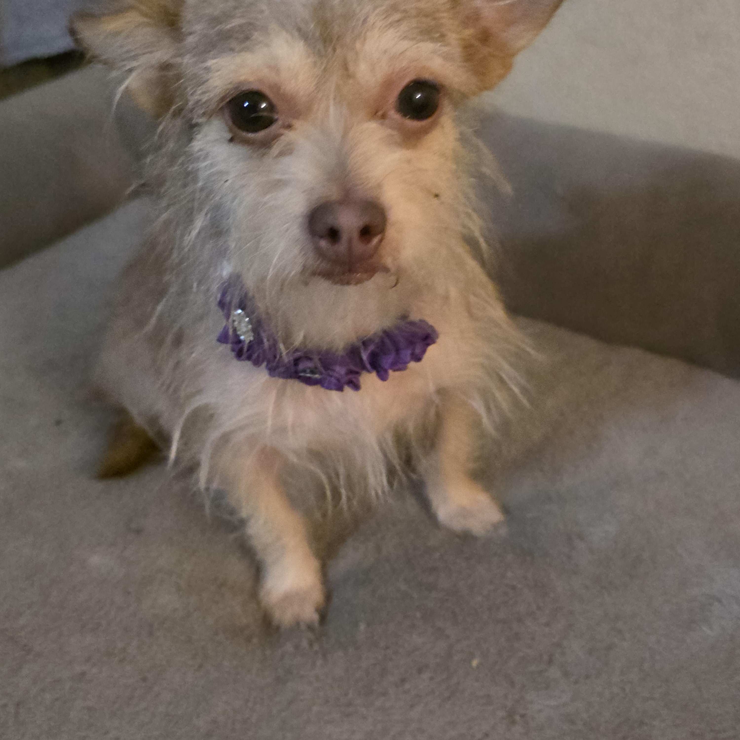 Enlarge Minnie , a Adoptable mixed breed in Canton, MA image 3/6