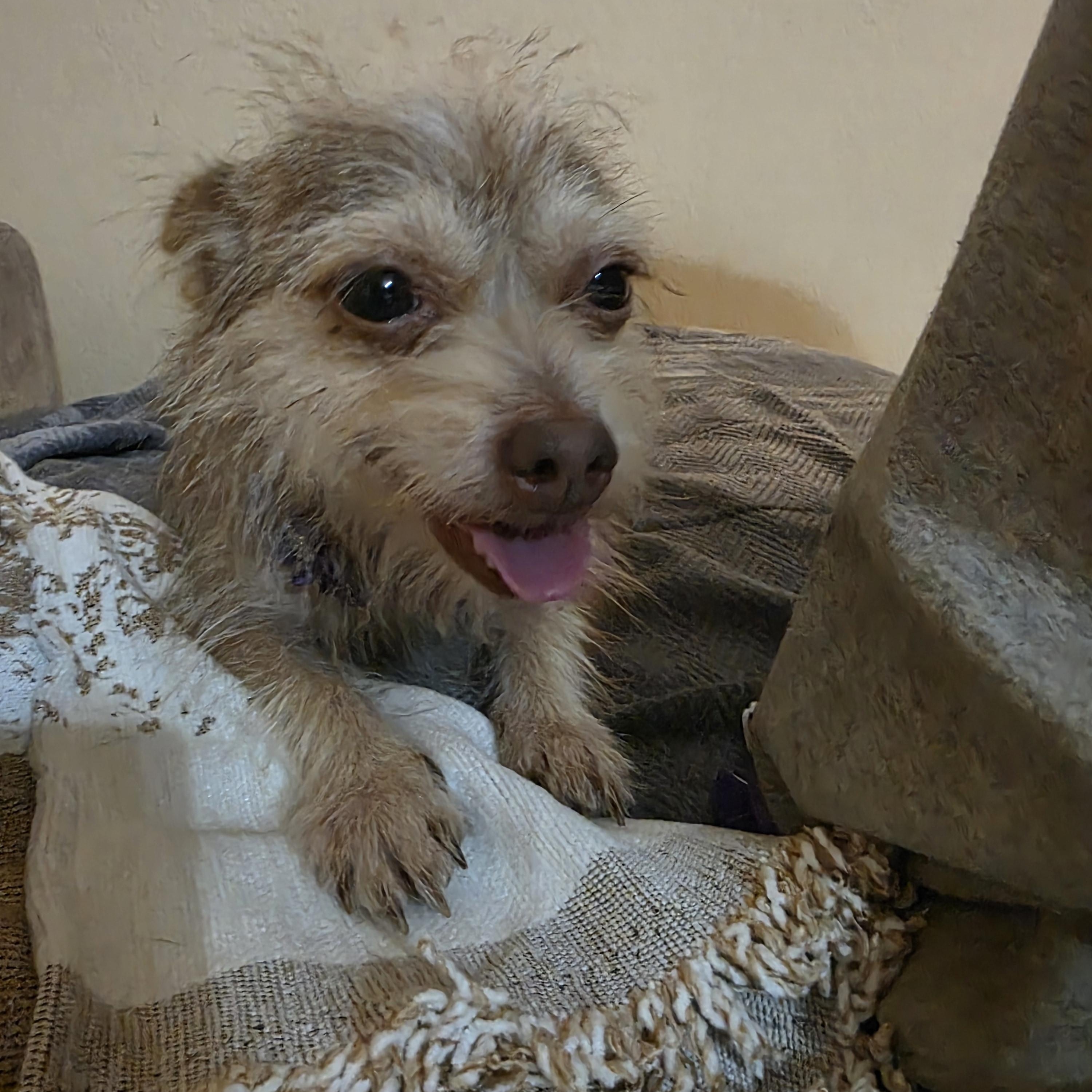 Enlarge Minnie , a Adoptable mixed breed in Canton, MA image 5/6