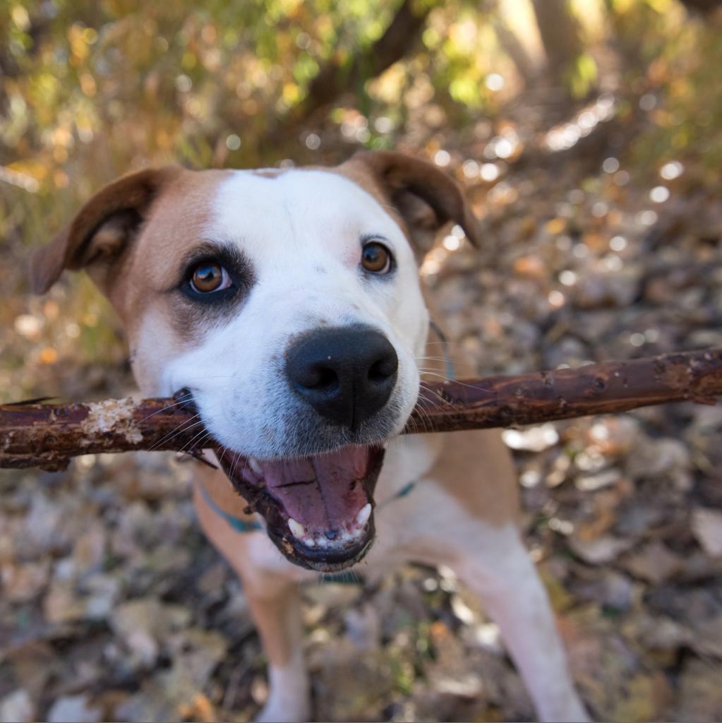 Belinda Carlisle — thumbnail 4