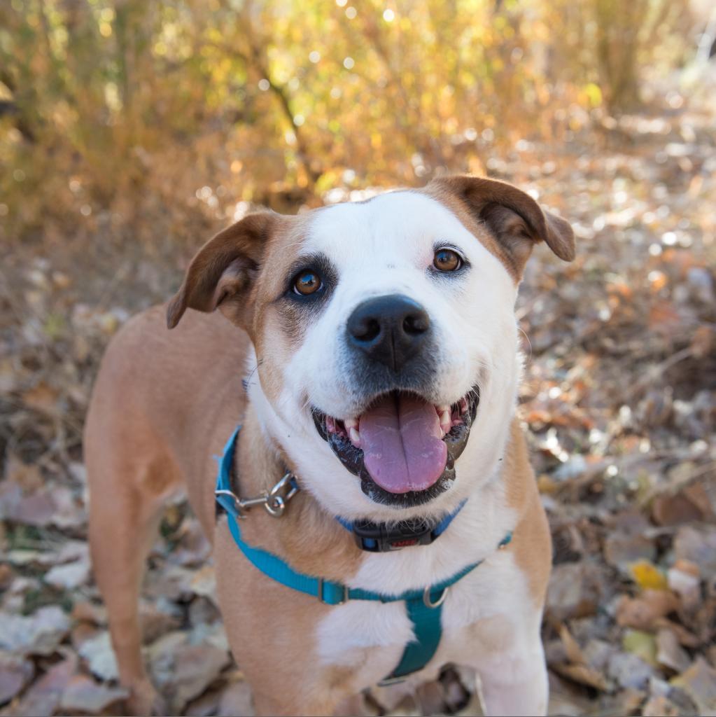 Belinda Carlisle — thumbnail 5