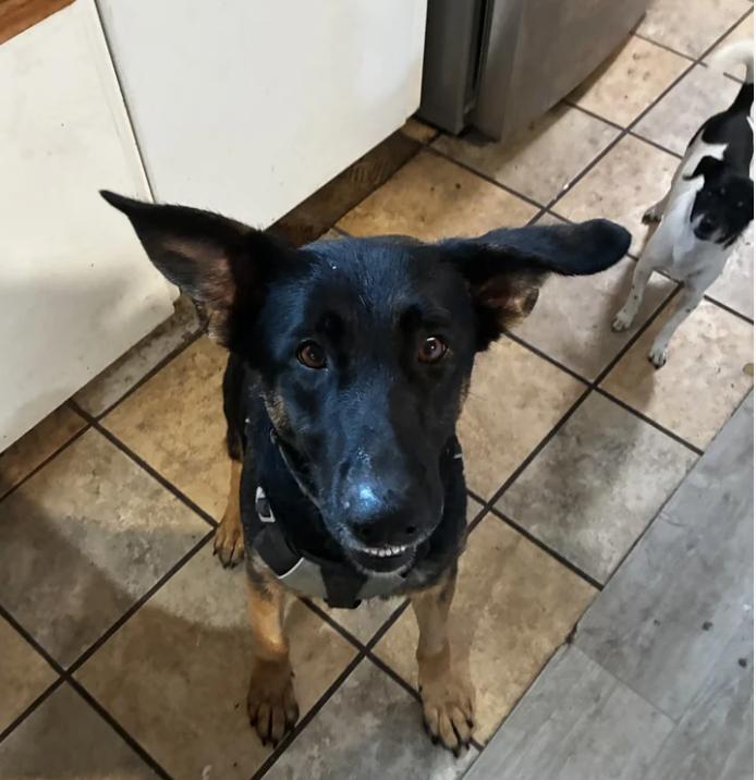 Enlarge Fleur, a Adoptable German Shepherd Dog in Davis, CA image 2/5