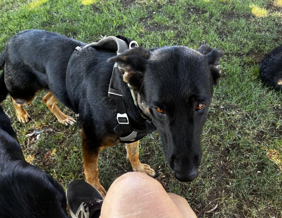 Enlarge Fleur, a Adoptable German Shepherd Dog in Davis, CA image 3/5