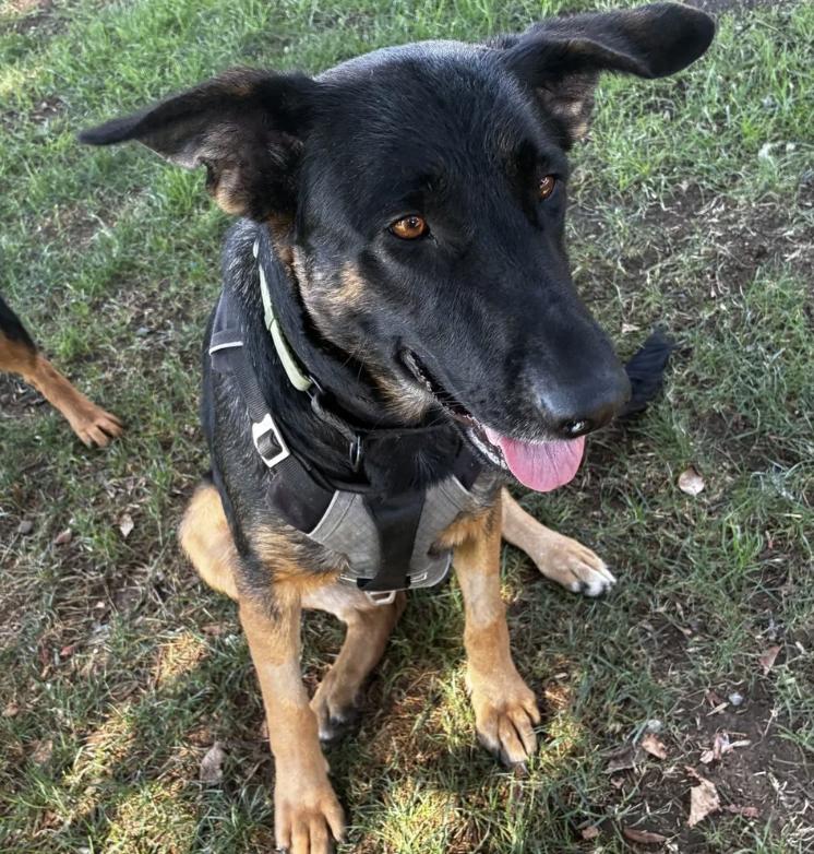 Fleur, Adoptable, Young Female German Shepherd Dog.