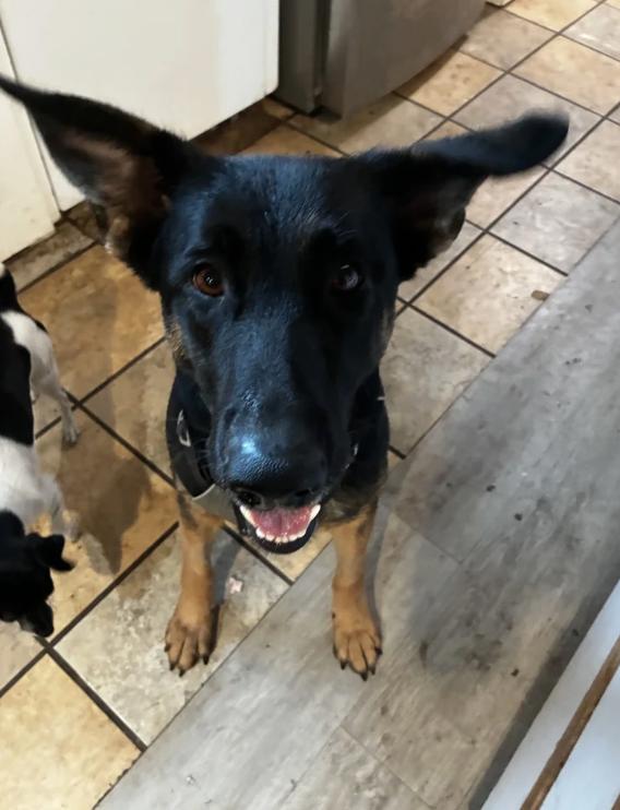 Enlarge Fleur, a Adoptable German Shepherd Dog in Davis, CA image 5/5