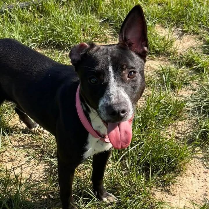 Enlarge Nala, an adopted mixed breed in Shepherdsville, KY image 1/5