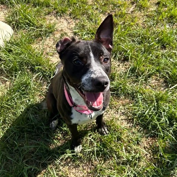 Enlarge Nala, an adopted mixed breed in Shepherdsville, KY image 3/5