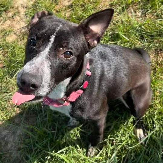 Enlarge Nala, an adopted mixed breed in Shepherdsville, KY image 4/5