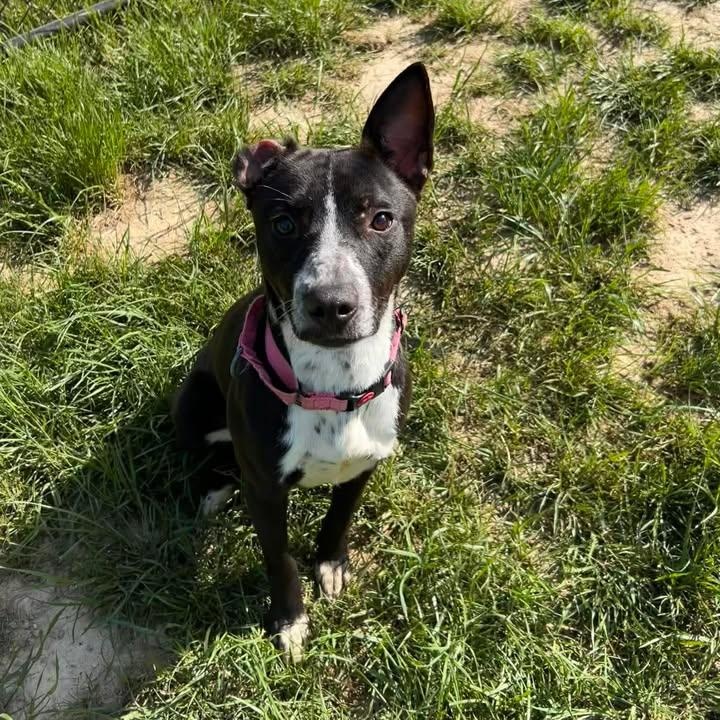 Enlarge Nala, an adopted mixed breed in Shepherdsville, KY image 5/5