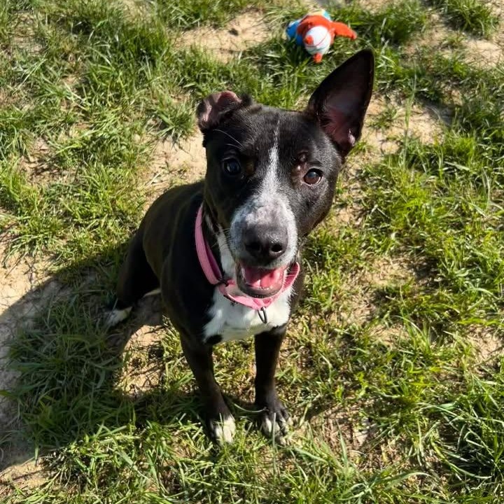 Enlarge Nala, an adopted mixed breed in Shepherdsville, KY image 2/5