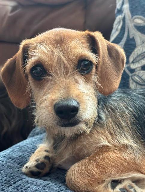 Winnie, adopted, Puppy Female Terrier & Dachshund.