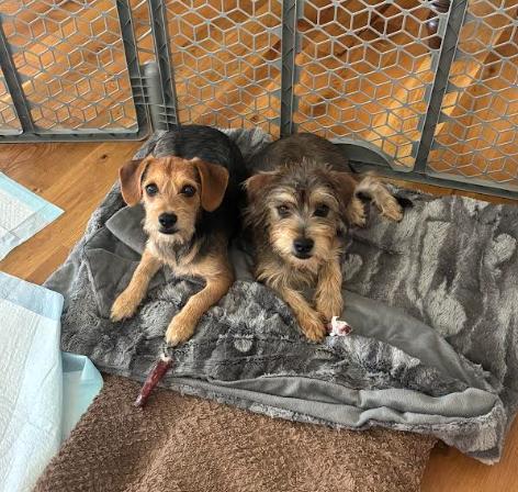 Winnie, an adopted mixed breed in Bella Vista, AR image 4/4