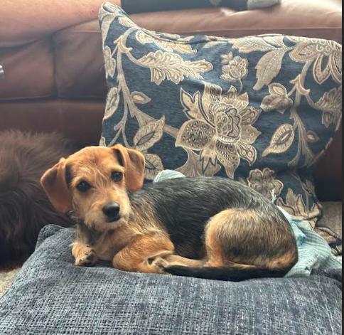 Winnie, an adopted mixed breed in Bella Vista, AR image 3/4