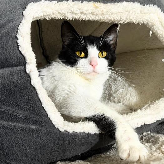 Marinara, Adoptable, Young Female Domestic Short Hair.