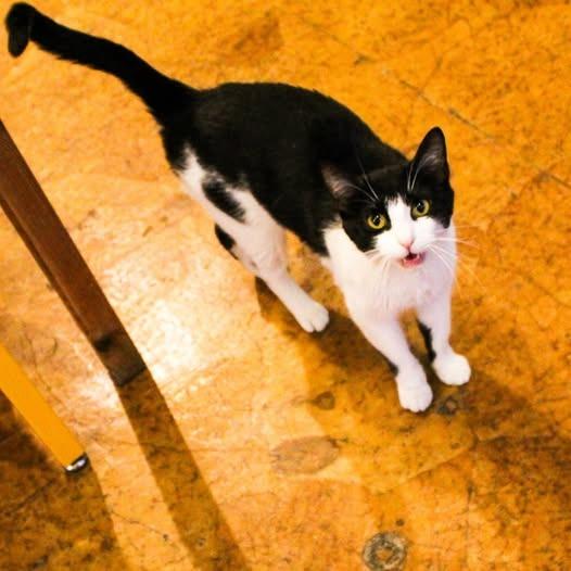 Marinara, a Adoptable mixed breed in St. Louis, MO image 2/6